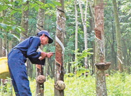 Cơ hội tái cơ cấu ngành cao su - Trồng cao su là “bài toán”   dài hạn