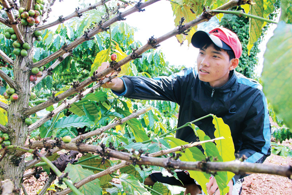 Gia Lai: Báo động tình trạng trộm cắp cà phê