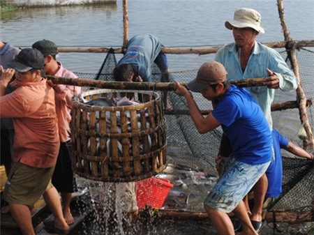 Nuôi cá tra chỉ 'vỗ béo' doanh nghiệp ngoại