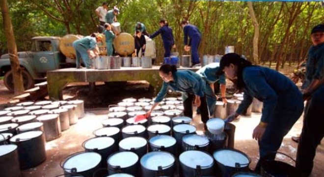  Liên tục gom cổ phiếu, VHG đã nắm giữ 20% vốn điều lệ SRC 