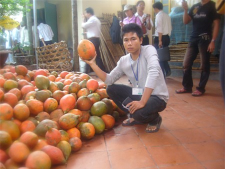 Cựu vận động viên quyền anh làm giàu từ trồng gấc 