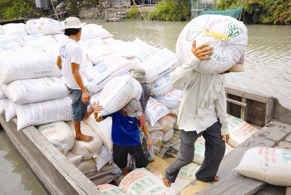 Ấn định quy mô vùng nguyên liệu cho thương nhân xuất khẩu gạo