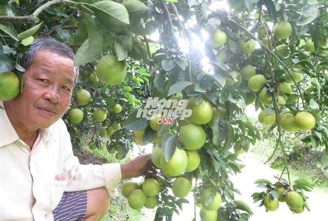 Trồng cam xoàn lãi to