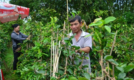 'Vua mai' Bình Định