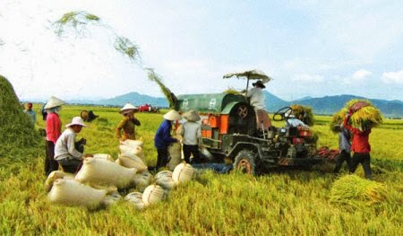 FAO: Xuất khẩu gạo của Việt Nam năm 2015 sẽ đạt 6,5 triệu tấn