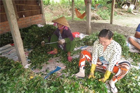 Làm giàu nhờ rau diếp cá