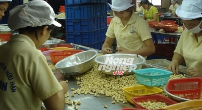 Ngành điều: ‘Người khổng lồ’ chân đất sét