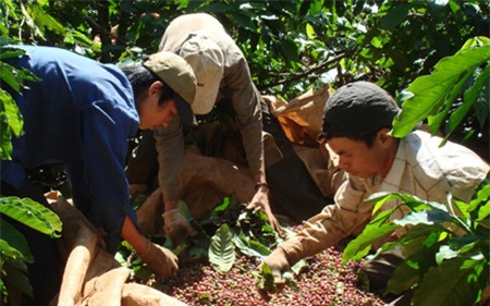 Đắk Lắk thành công trong niên vụ cà phê 2013-2014