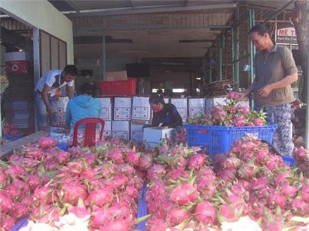 Thanh long gây sốt ở Ấn Độ