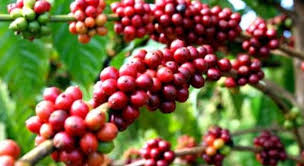Vicofa: Nhiều khả năng niên vụ cà phê 2015/16 sẽ mất mùa