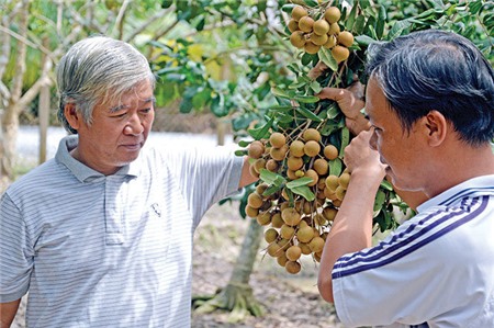 ​Xuất khẩu chôm chôm, xoài, nhãn... tăng