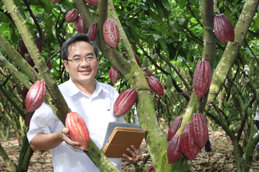 Cơ hội cho cây ca cao Việt Nam