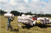 Đặt giá thấp, vẫn không trúng thầu bán gạo cho Philippines 