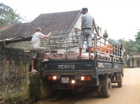 Vựa heo miền Trung buồn nẫu ruột