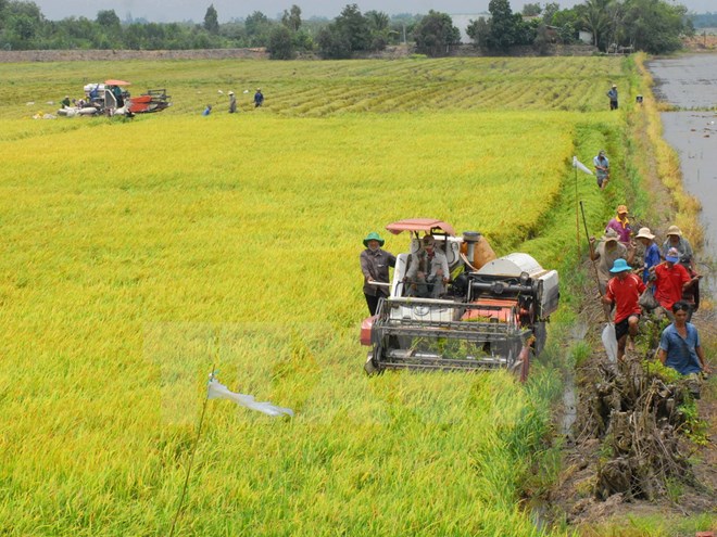 Tây Nguyên đạt sản lượng lượng thực cao nhất từ trước đến nay