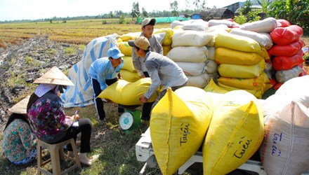 Thu mua lúa tạm trữ cầm chừng