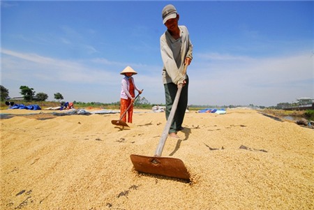 Lúa đông xuân: Đến hẹn là... giá giảm!