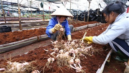 ​Nguy cơ “vỡ chợ” hoa tết