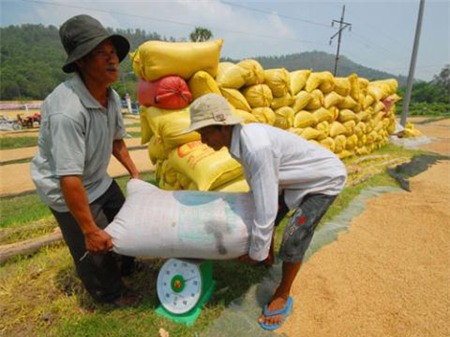 Gạo Việt rẻ nhất vẫn thua đau: Để tránh con đường 