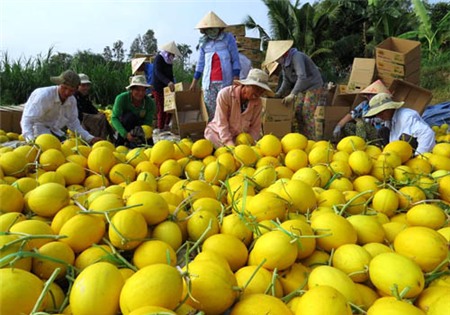 Lãi trăm triệu một vụ dưa lê vàng