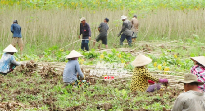  Khoai mì rớt giá thê thảm 