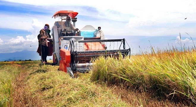  Khuyến cáo nông dân không bán lúa để tránh bị ép giá 