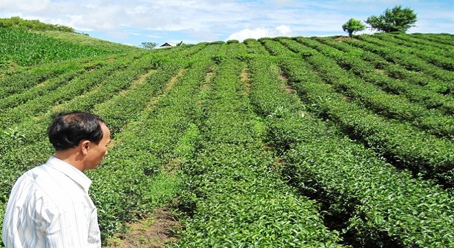  Lai Châu sốc lại cây chè 