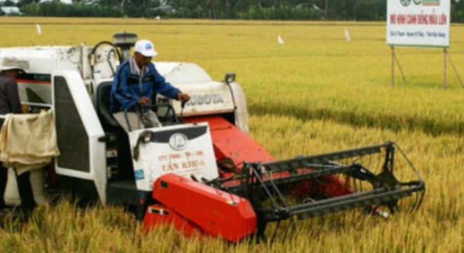  Bao tiêu 7.000 ha lúa đông xuân 