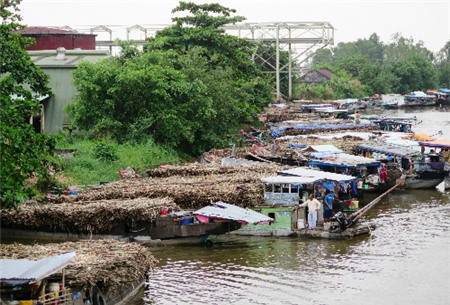 Nghịch cảnh mía đường