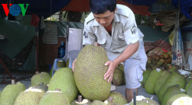  Mít Bến Tre được thị trường Hàn Quốc ưa chuộng 
