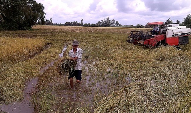 Mưa, lũ làm tăng chi phí, giảm năng suất lúa ở ĐBSCL 