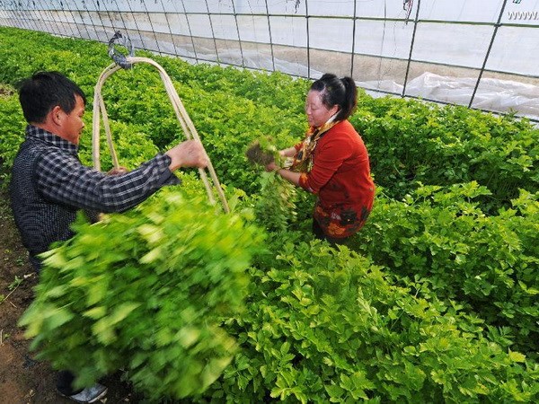Ngành nông nghiệp Trung Quốc chứng kiến làn sóng sáp nhập 