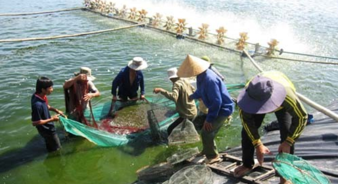  Ngành thủy sản: Miễn thuế GTGT, doanh nghiệp vẫn đối mặt với thuế Chống bán phá giá 