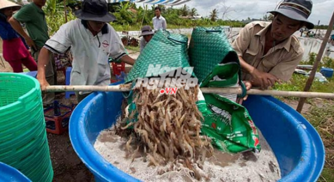 Sản xuất và tiêu thụ nông sản vẫn đứt đoạn