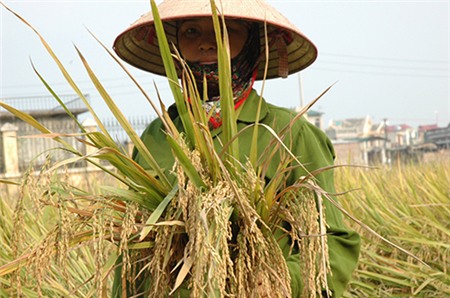 Mất bao lâu để xây dựng thương hiệu gạo Việt?