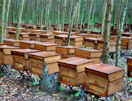 Thu bạc tỷ nhờ di cư đàn ong 'săn mật' 