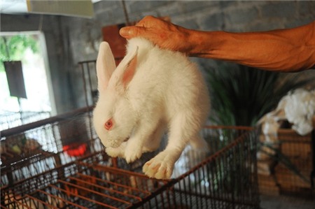Thu lợi nhuận bạc tỷ nhờ nuôi 15.000 con thỏ 