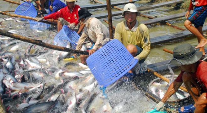  Thủy sản Hùng Vương lên kế hoạch phát hành riêng lẻ 300 tỷ đồng trái phiếu 