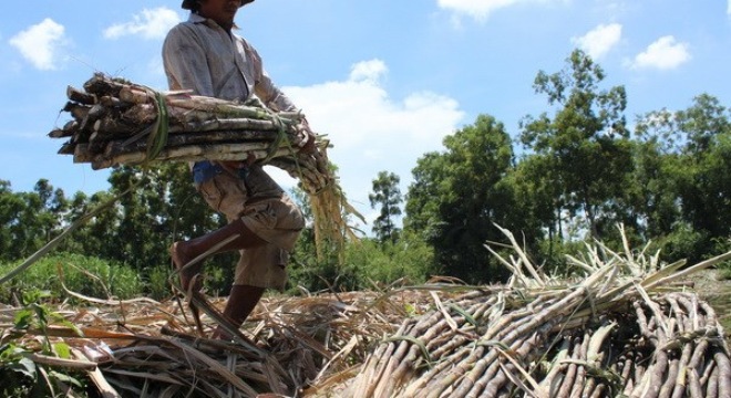  Nông dân Trà Vinh lao đao vì giá mía nguyên liệu giảm mạnh 