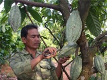 Cacao được mùa, giá tăng 30% so với cùng kỳ năm ngoái