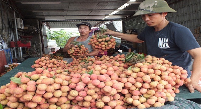  Vải thiều sang Mỹ sẽ còn gian nan 